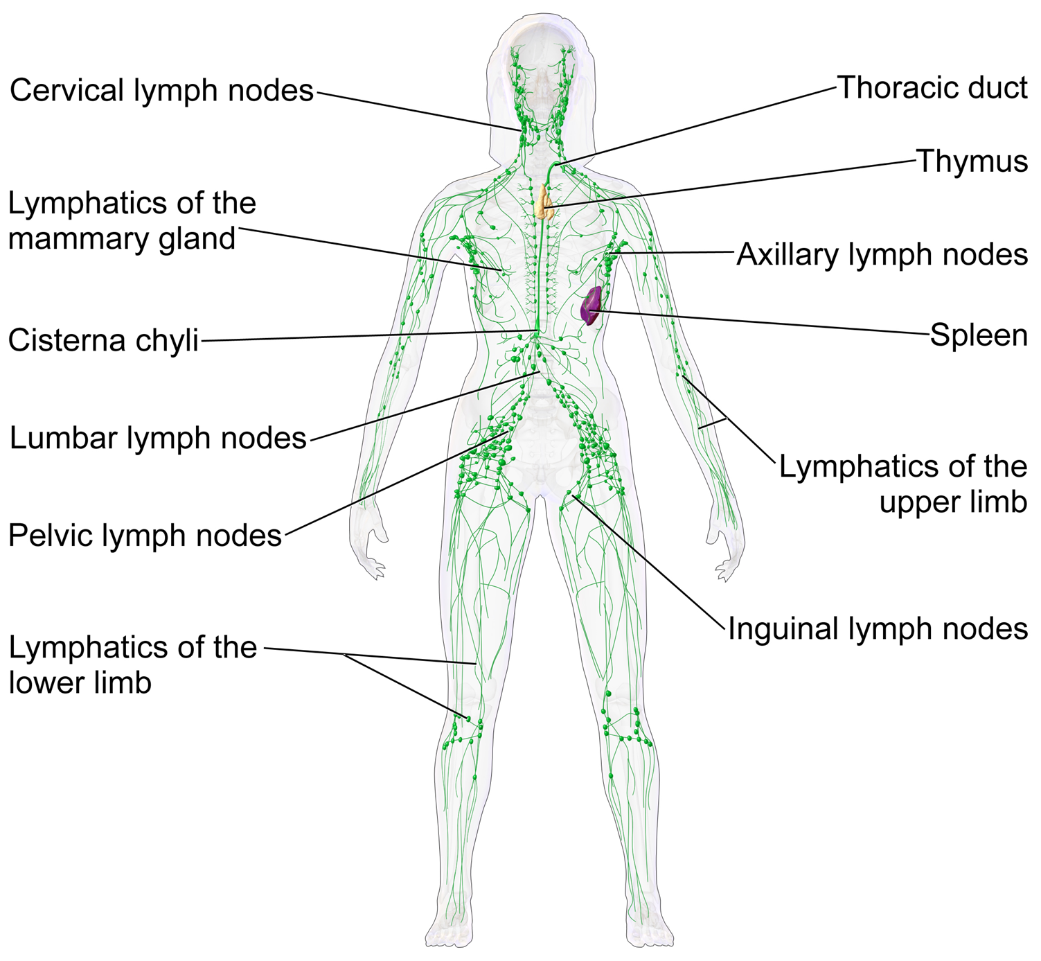 lymphatic drainage system in a human body