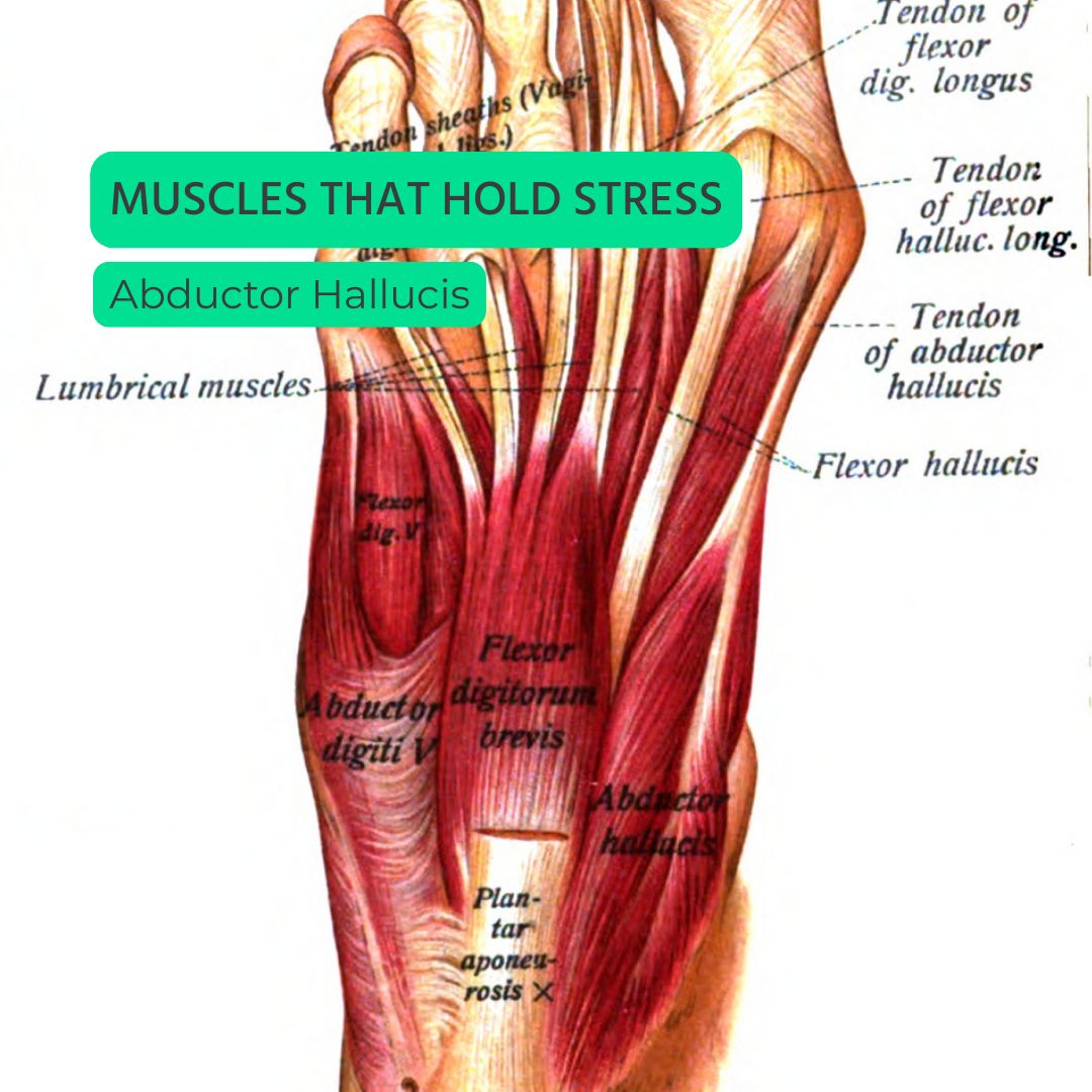 Abductor-Hallucis