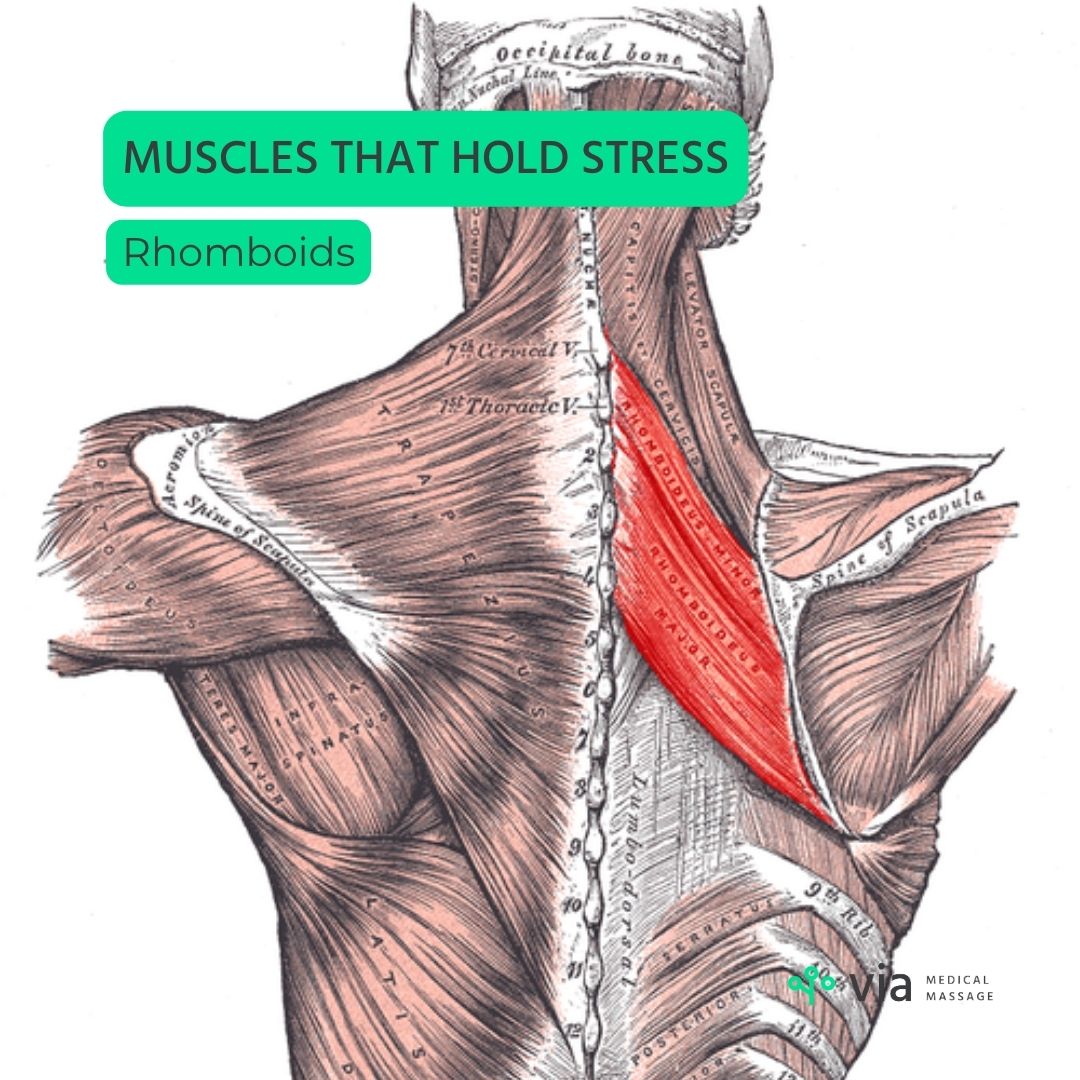 Rhomboids