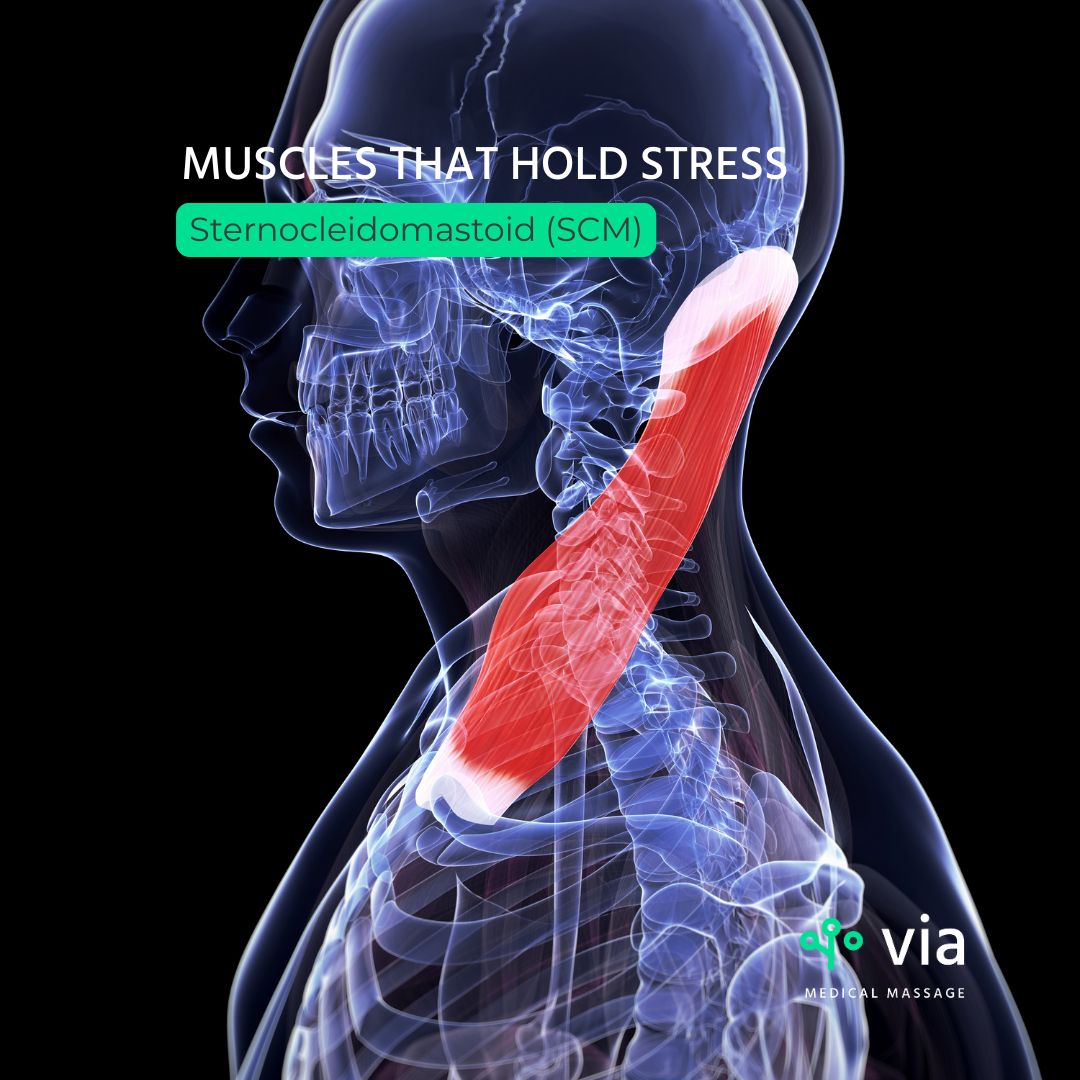 SCM Muscle