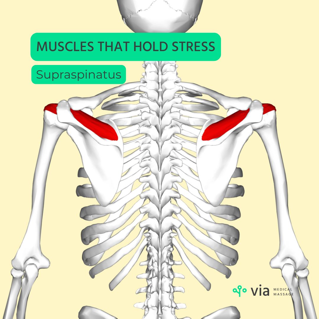 Supraspinatus