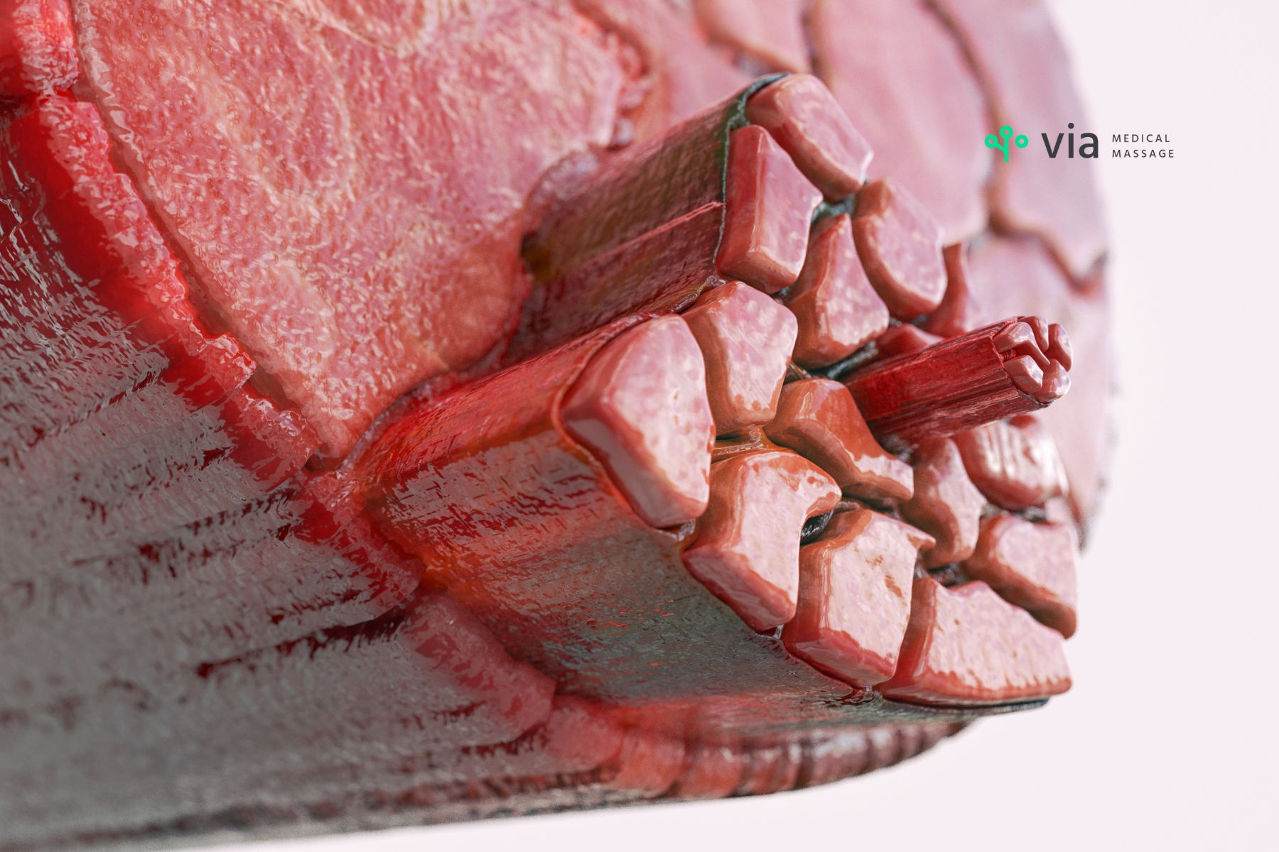 Close up look at muscle fibers