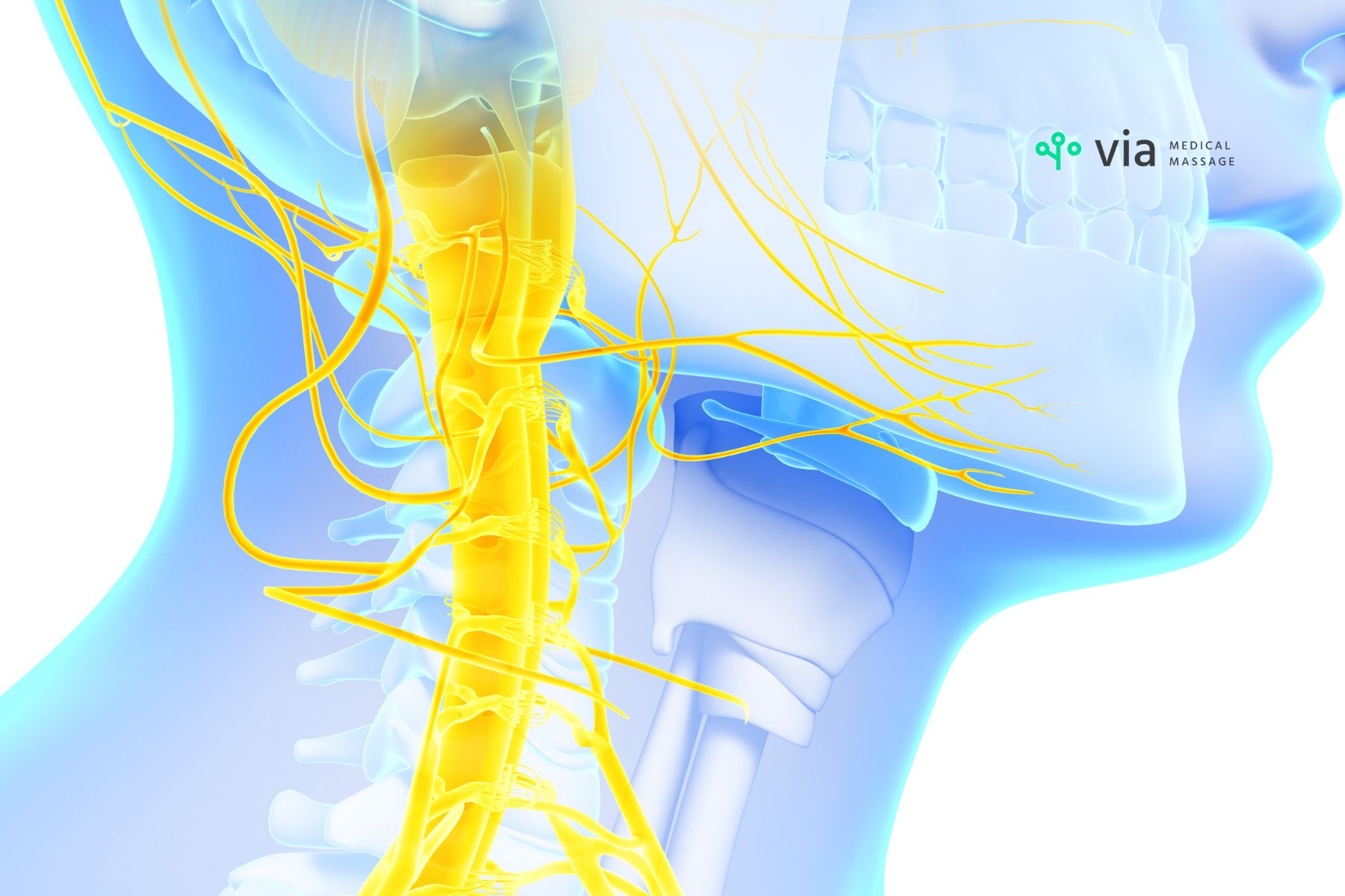 The nerves of the neck