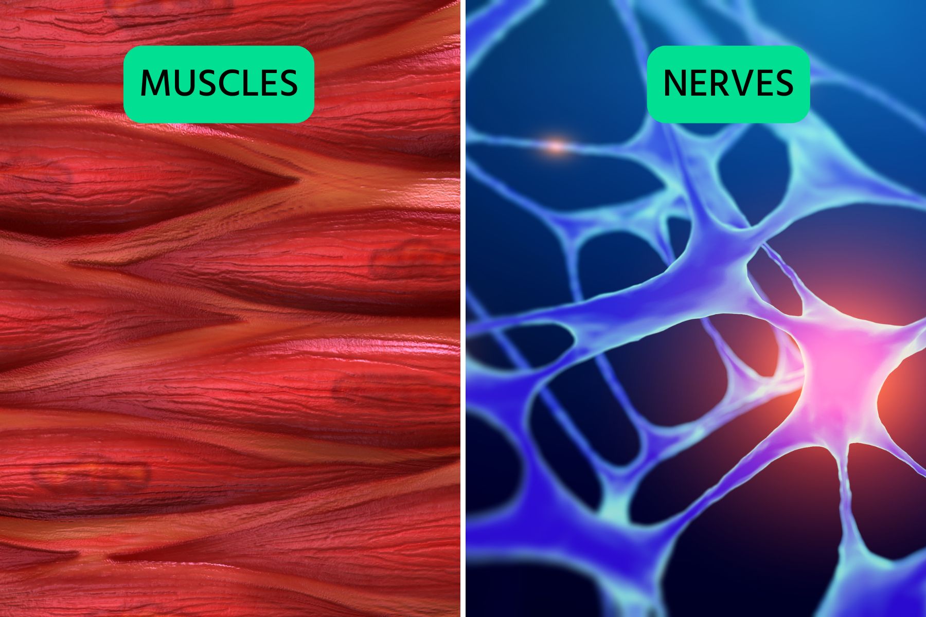 graphic of muscle fibers vs nerve pathways