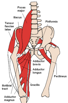 psoas muscle group