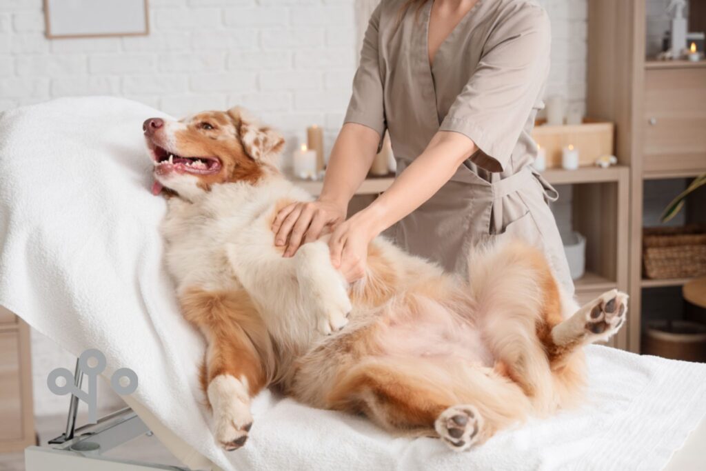 A dog on a massage bed getting a massage