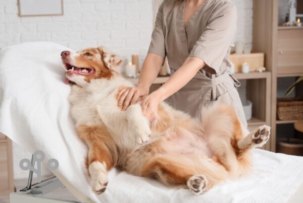 A dog on a massage bed getting a massage