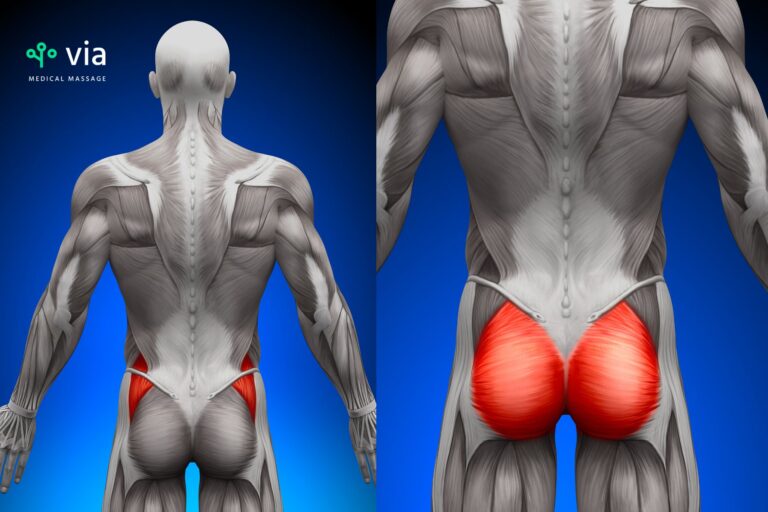 Glute Muscles