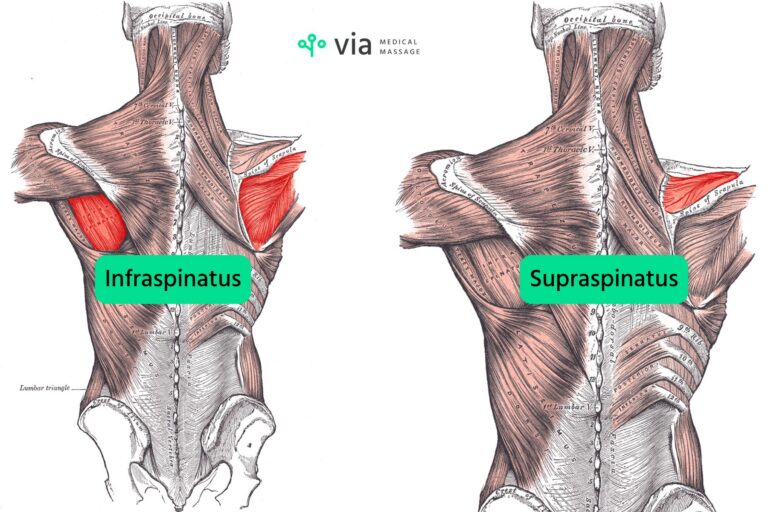 Infraspinatus supraspinatus