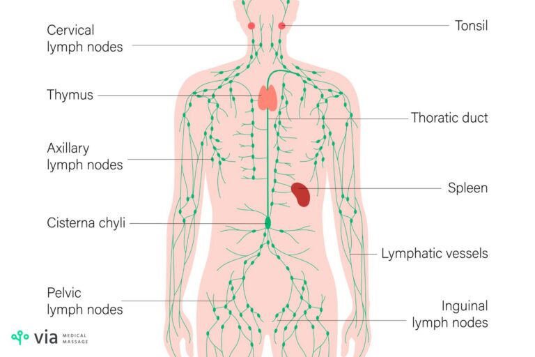 Lymph nodes map in the body