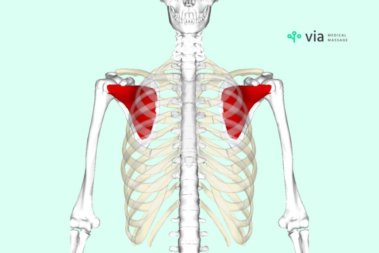 Subscap muscle