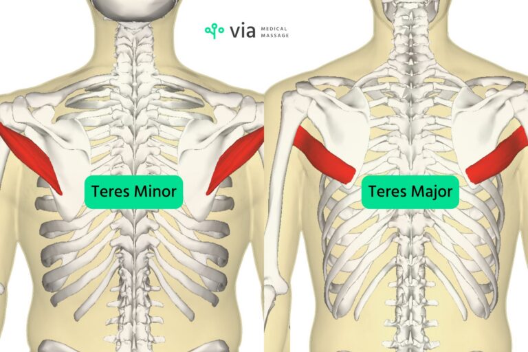 teres major and minor