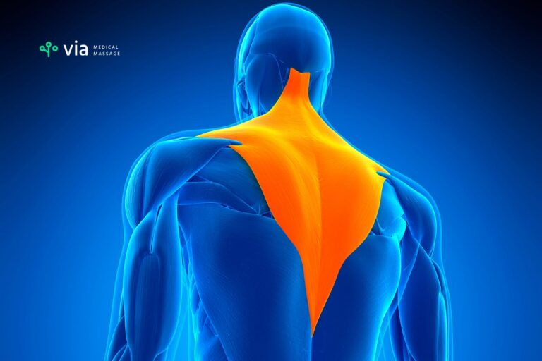 trapezius muscle on the upper part of the bak
